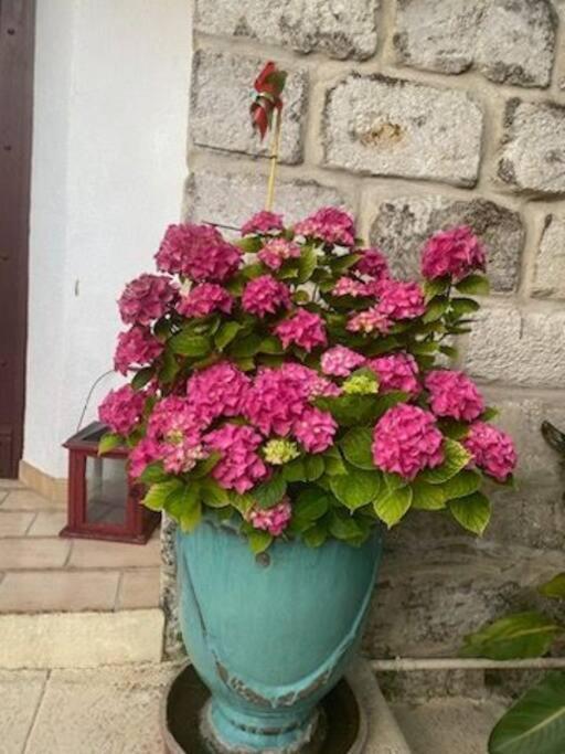 Charmant Appart Avec Jardin Aigues-Mortes Zewnętrze zdjęcie